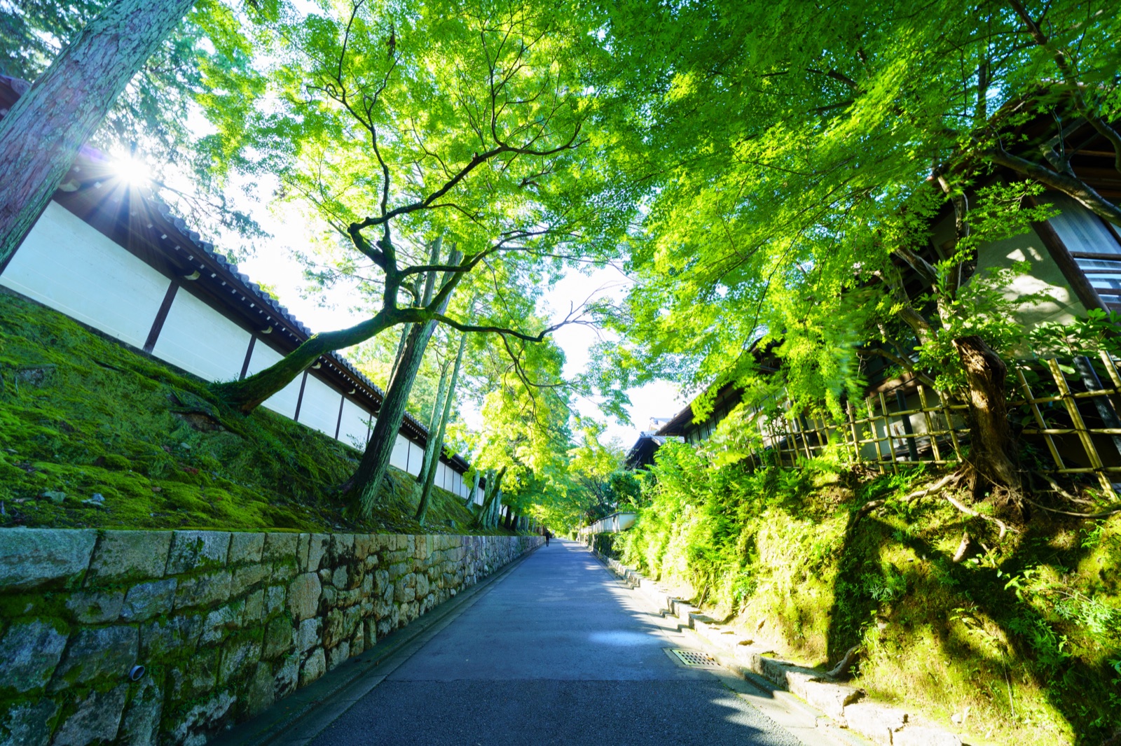 京都府青楓的靜謐山林（京都府）