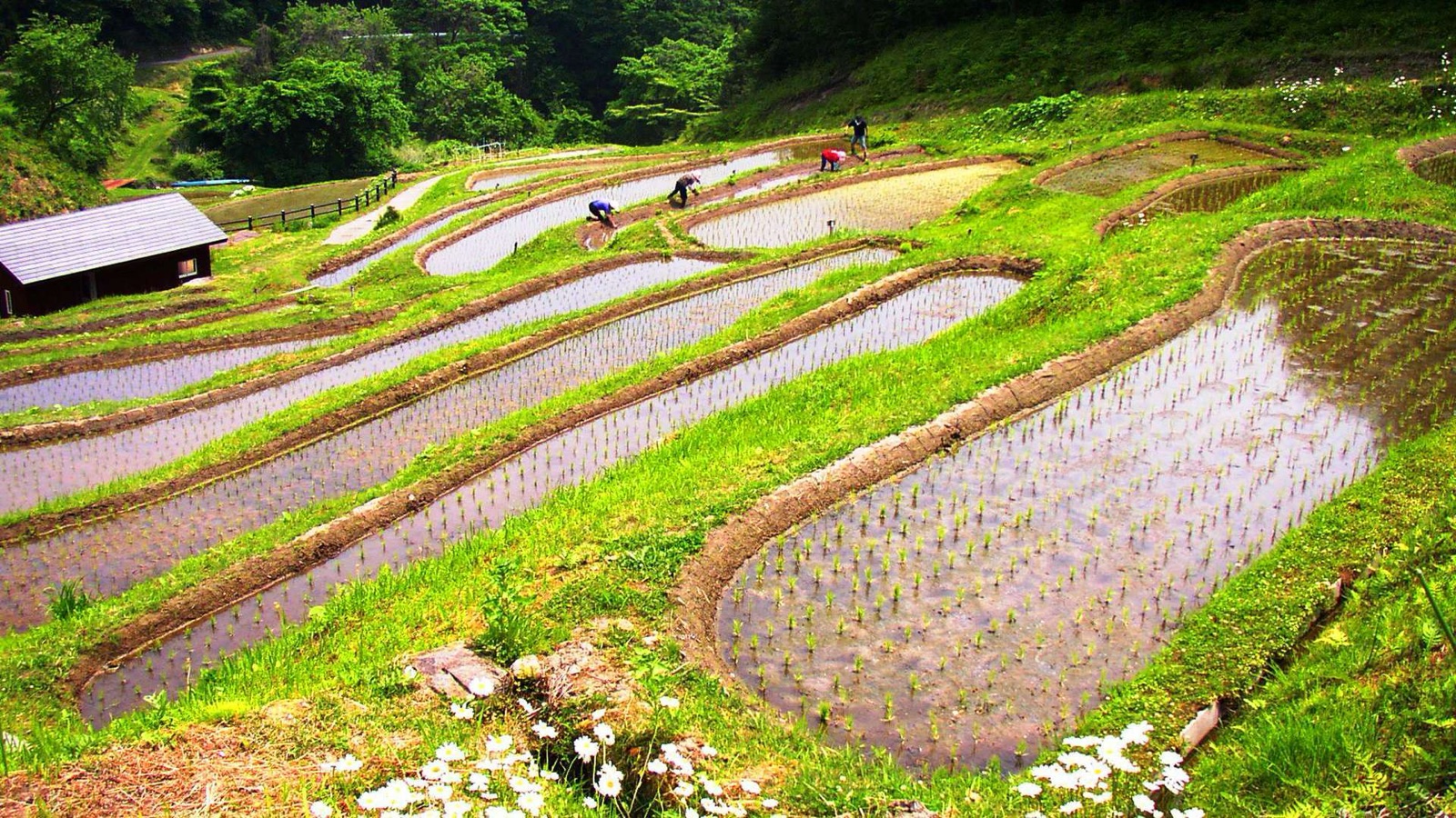 群馬縣真澤之森梯田的靜謐風景（群馬県）