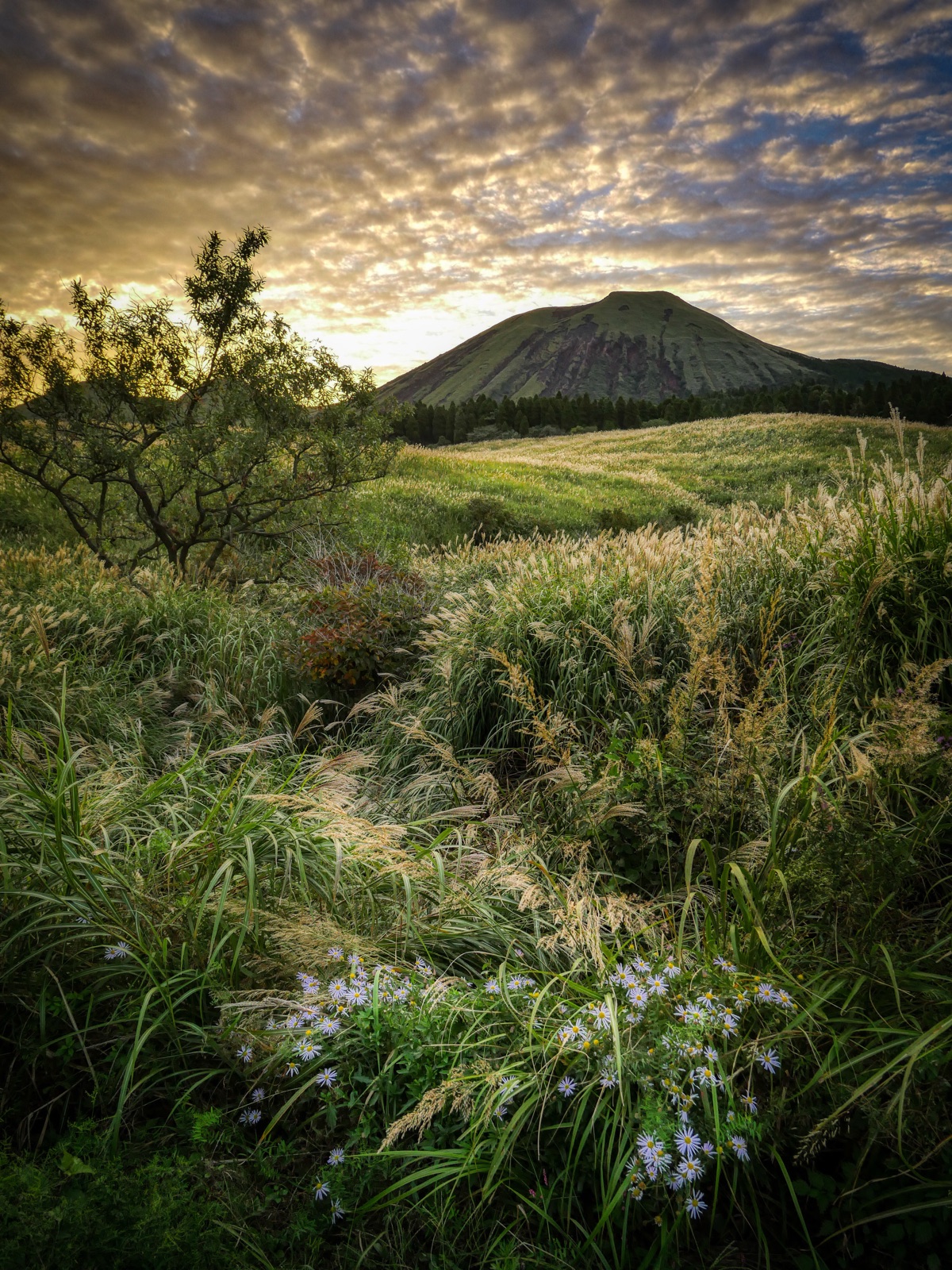 登山道上的秋色——熊本杵島嶽的寧靜視角（熊本県）