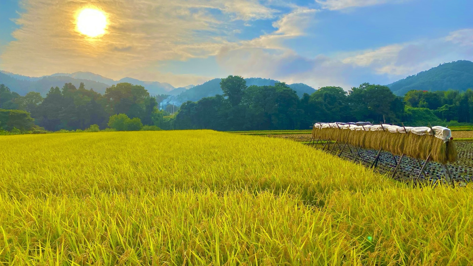 茨城大子產米秋季稻田曬穀架風景（茨城県）
