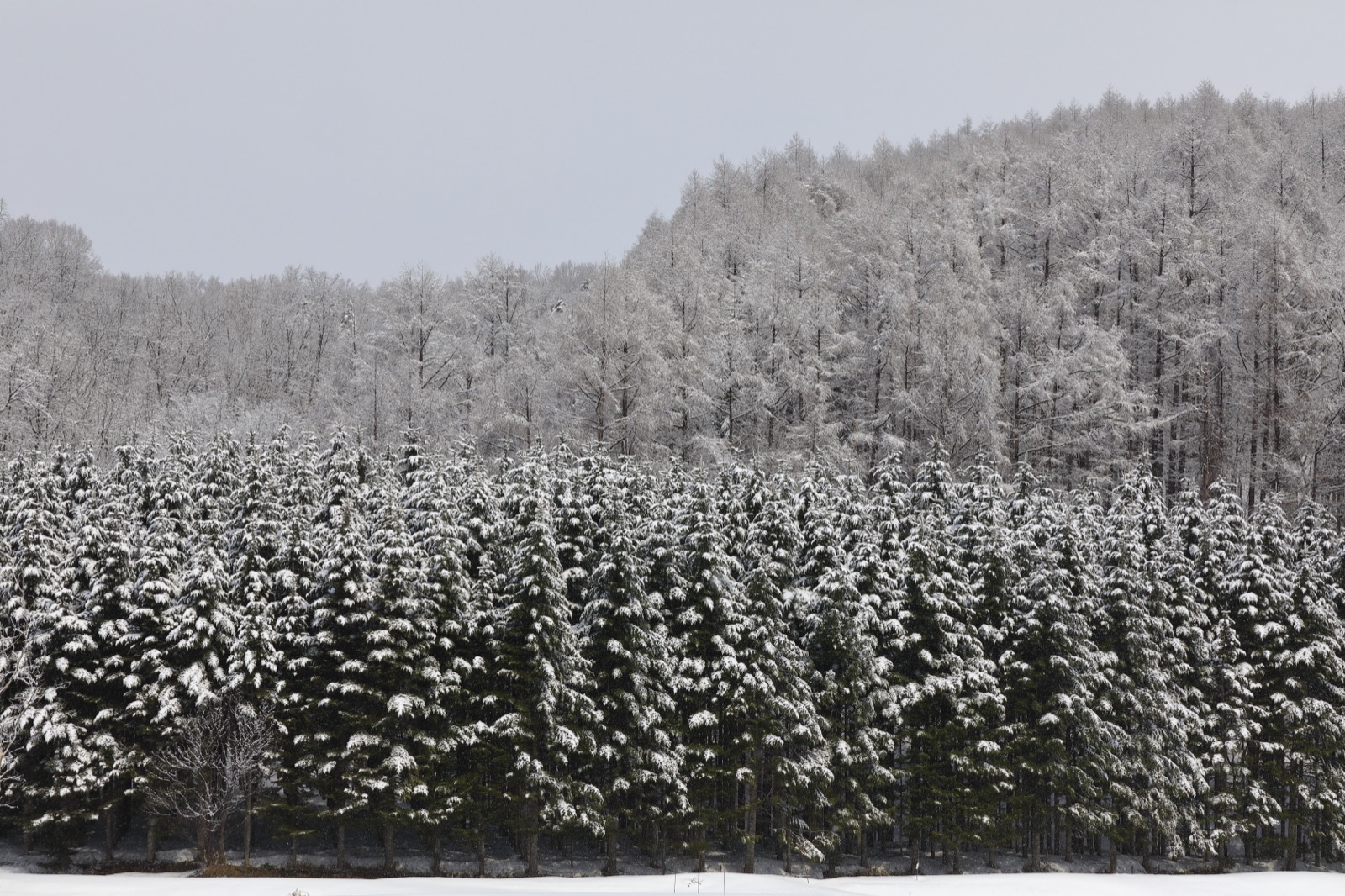 春雪點綴的北海道風景（北海道）