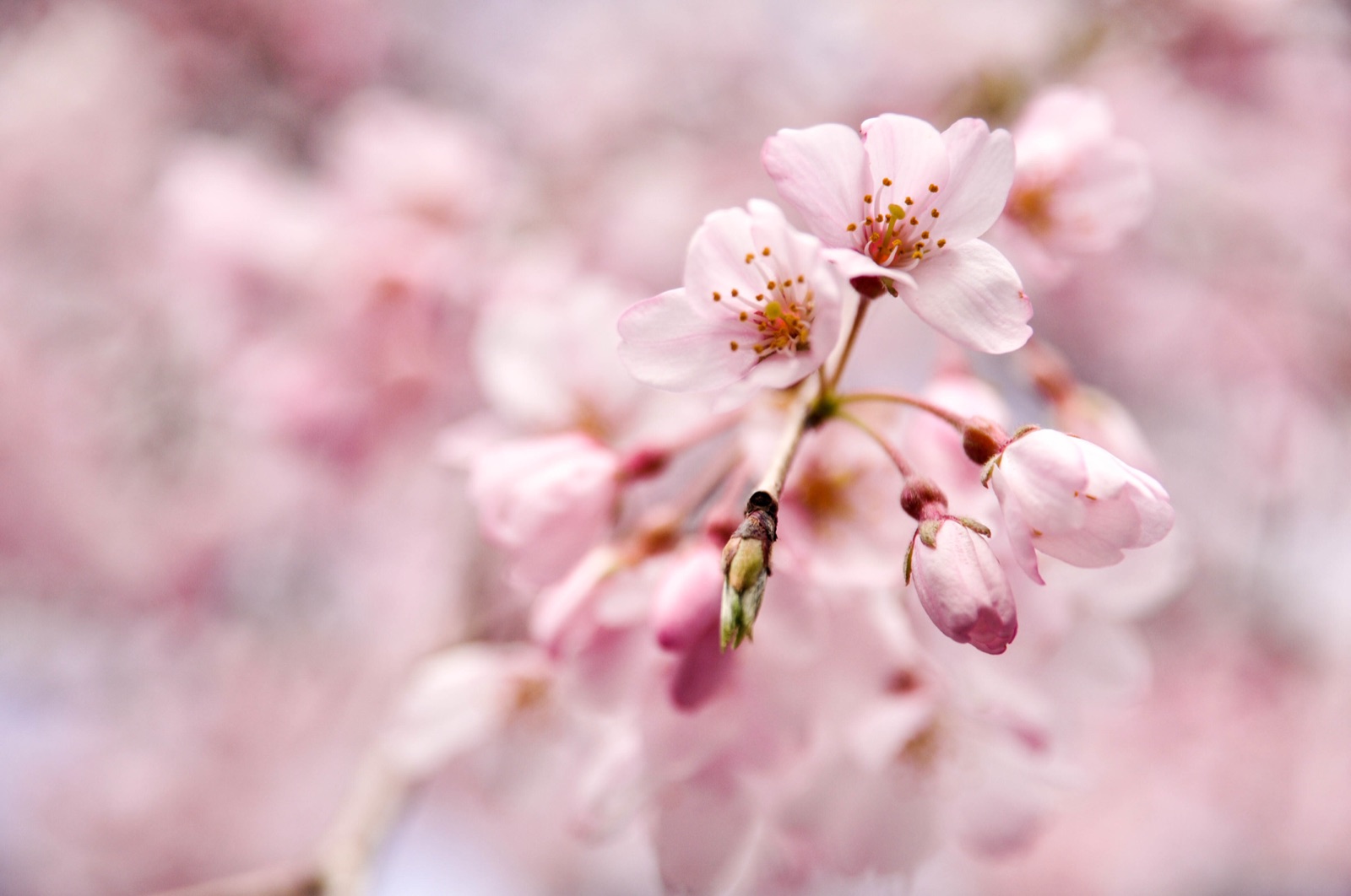 東京六義園的櫻花，光影中的靜謐時刻（東京都）