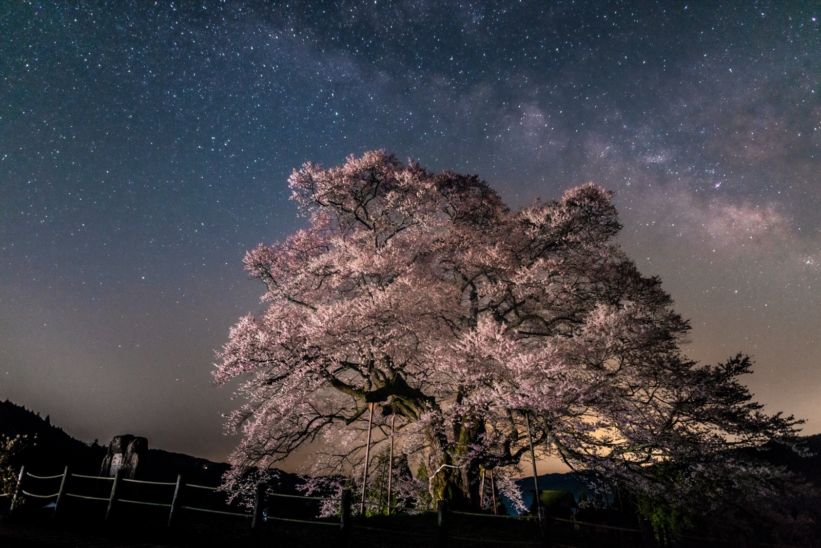 岡山星空下的祈禱——醍醐櫻的沉靜力量（岡山県）