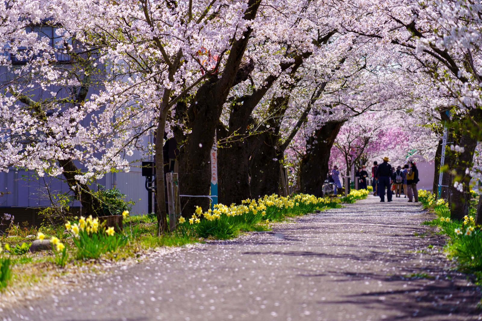 福井縣弁天綠地的靜謐風景（福井県）