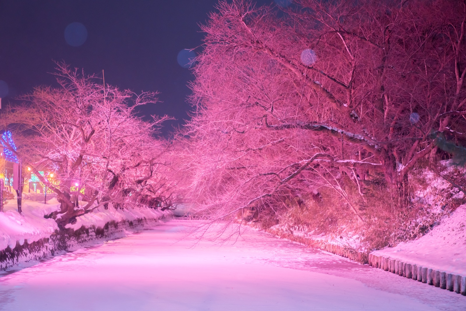 青森冬夜櫻影——弘前公園的光與影（青森県）