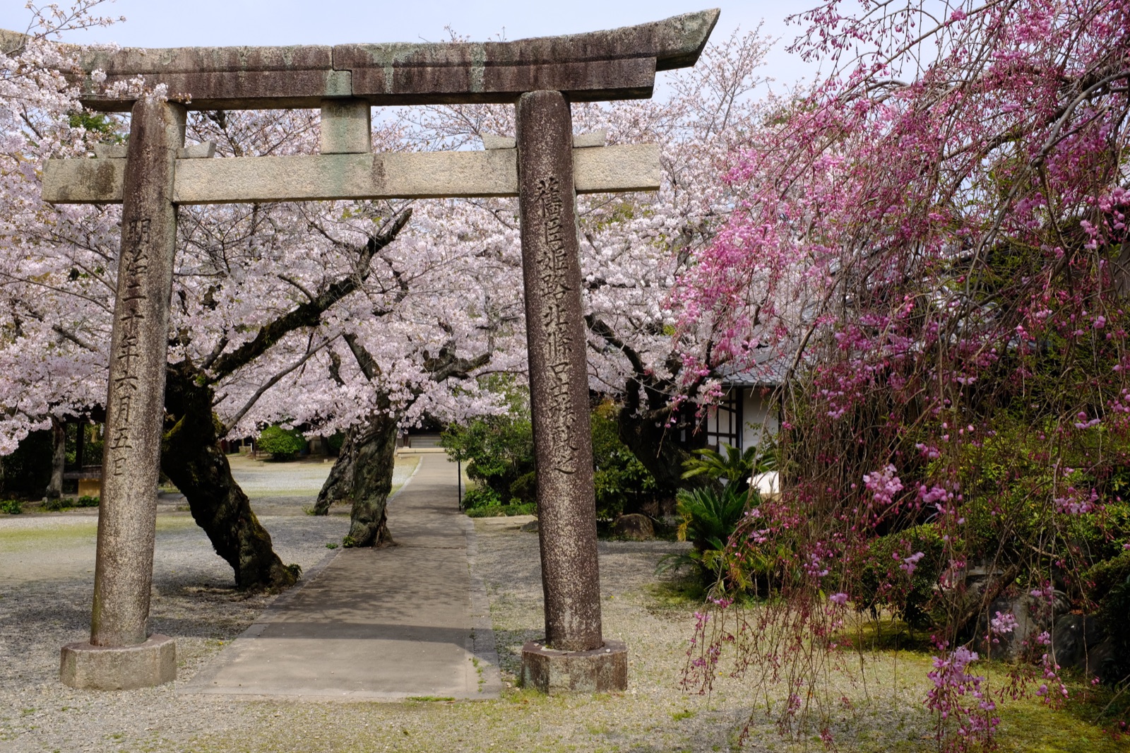 兵庫櫻花季　姫路神社的光影時刻（兵庫県）