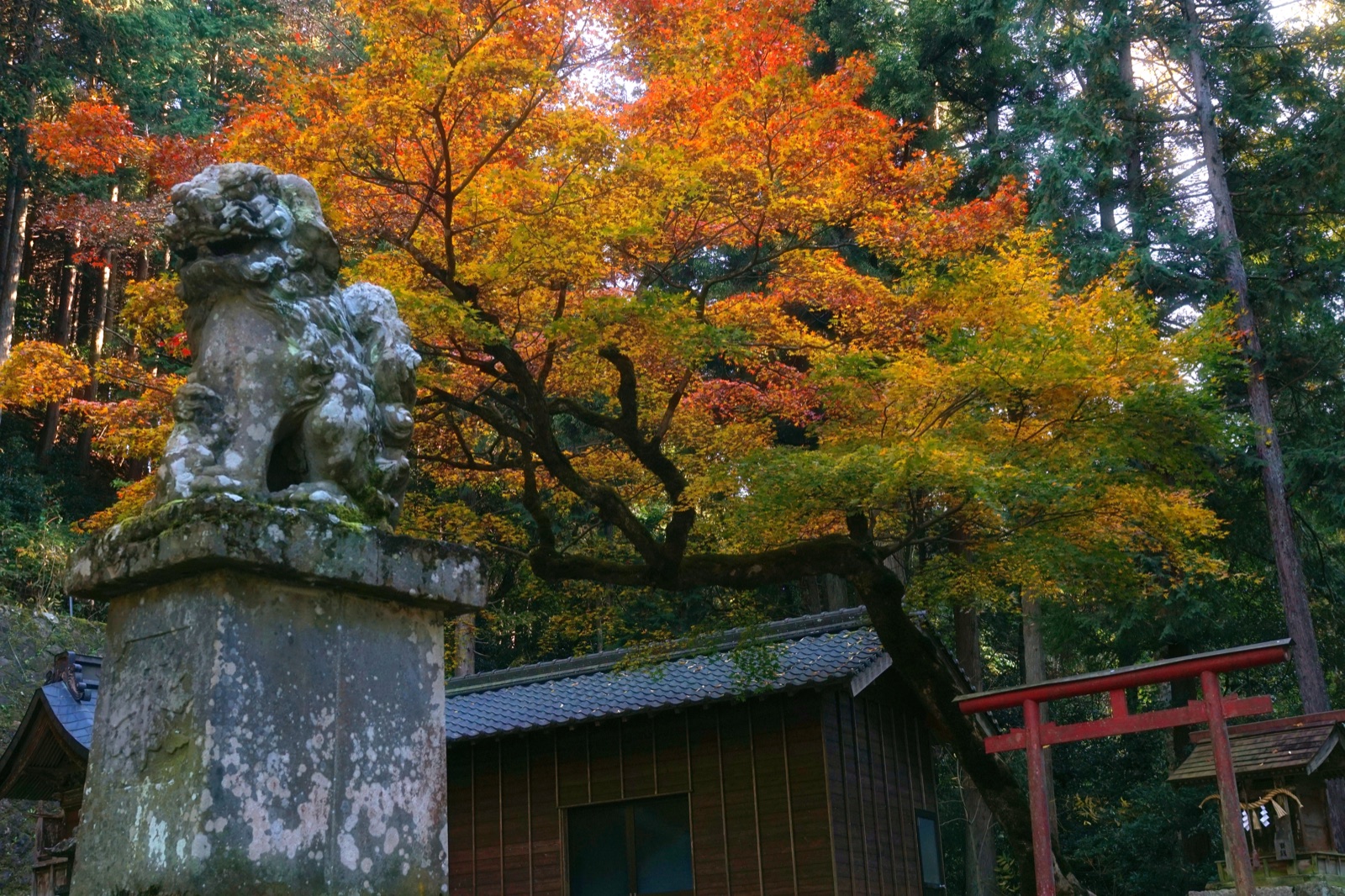 兵庫晚秋的大森神社　銀杏之外的楓紅低語（兵庫県）