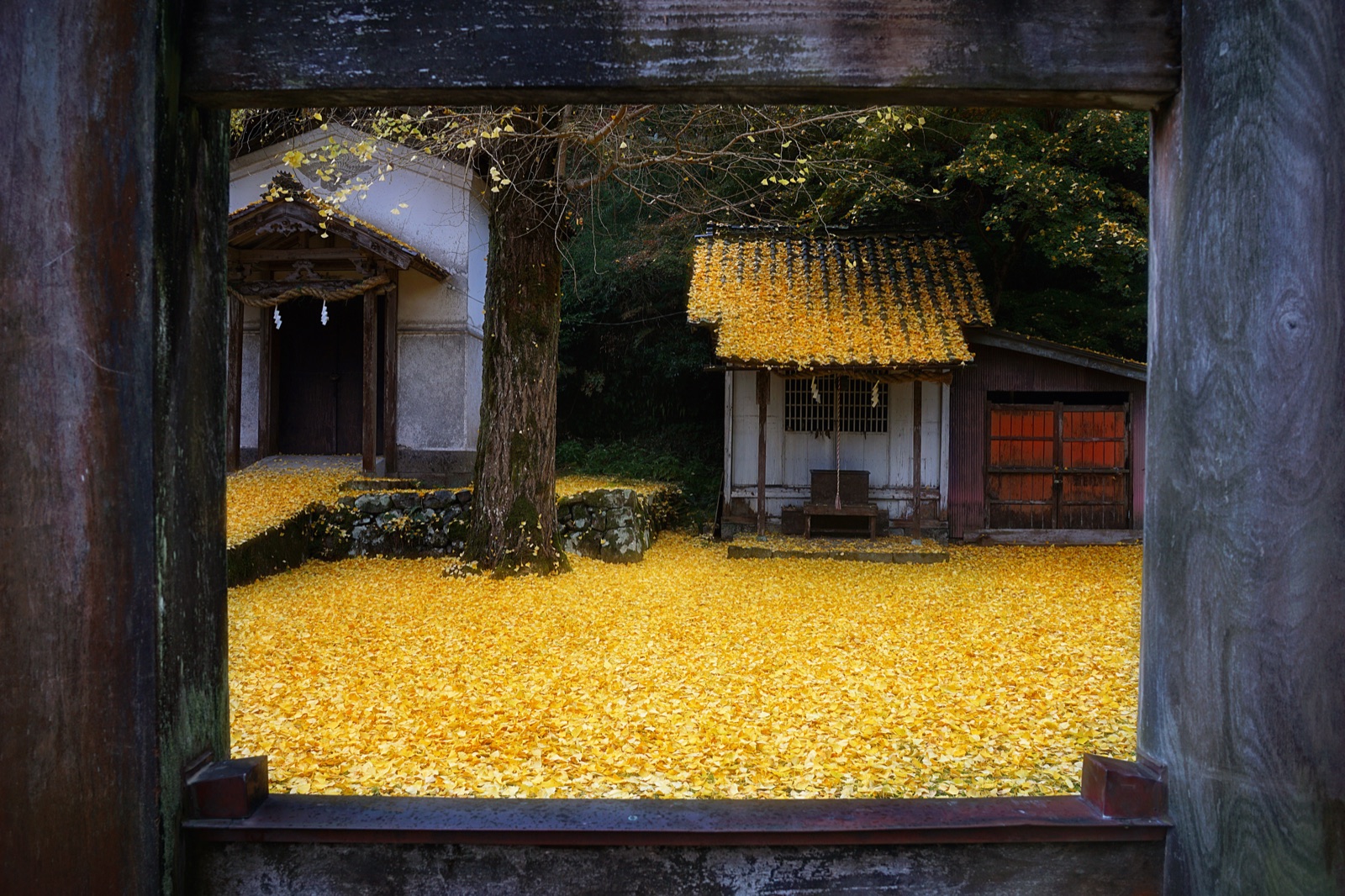 兵庫晩秋 諸杉神社的落葉靜境（兵庫県）