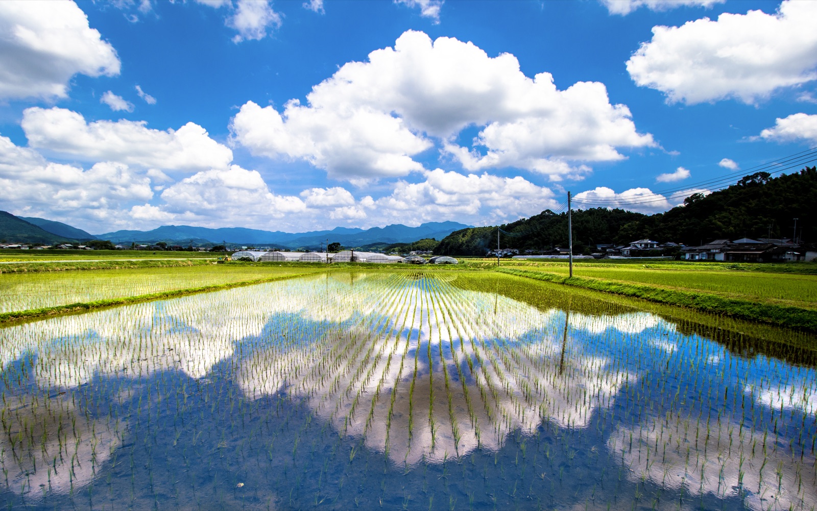 熊本縣菊池市的水田風景（熊本県）