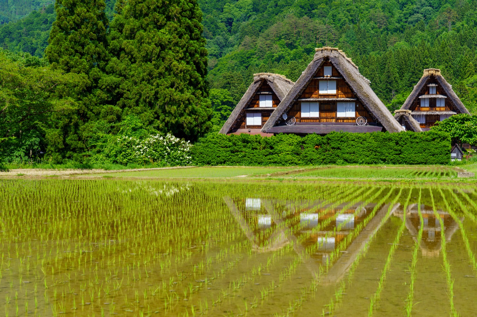 白川郷的寂靜村落——攝影師SHori鏡頭下的岐阜風景（岐阜県）