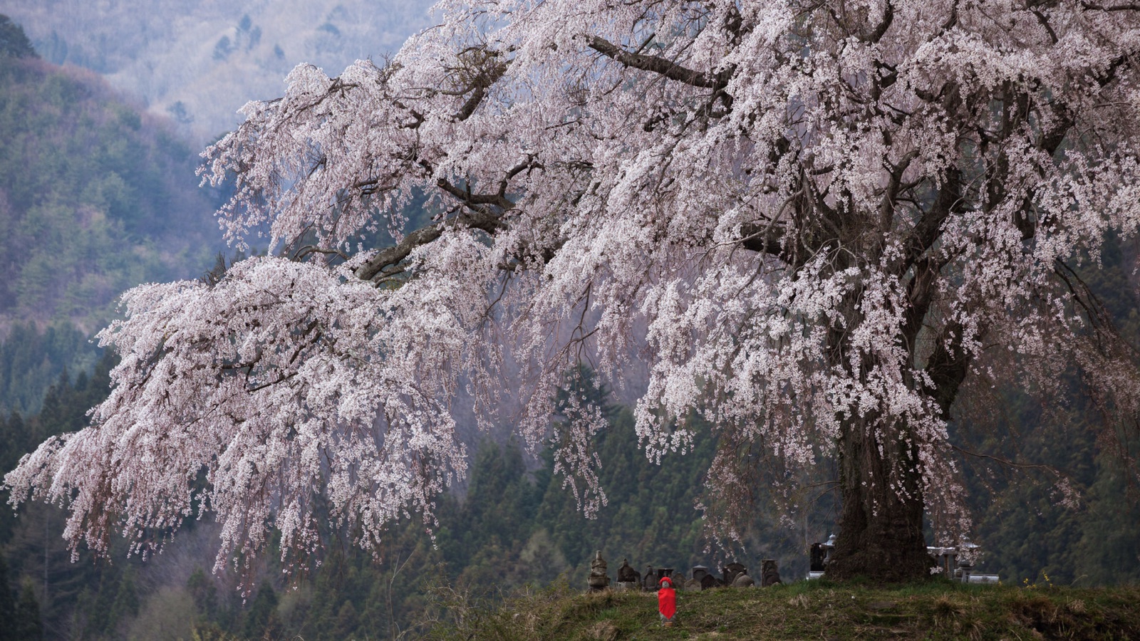 群馬上發知的枝垂櫻（群馬県）