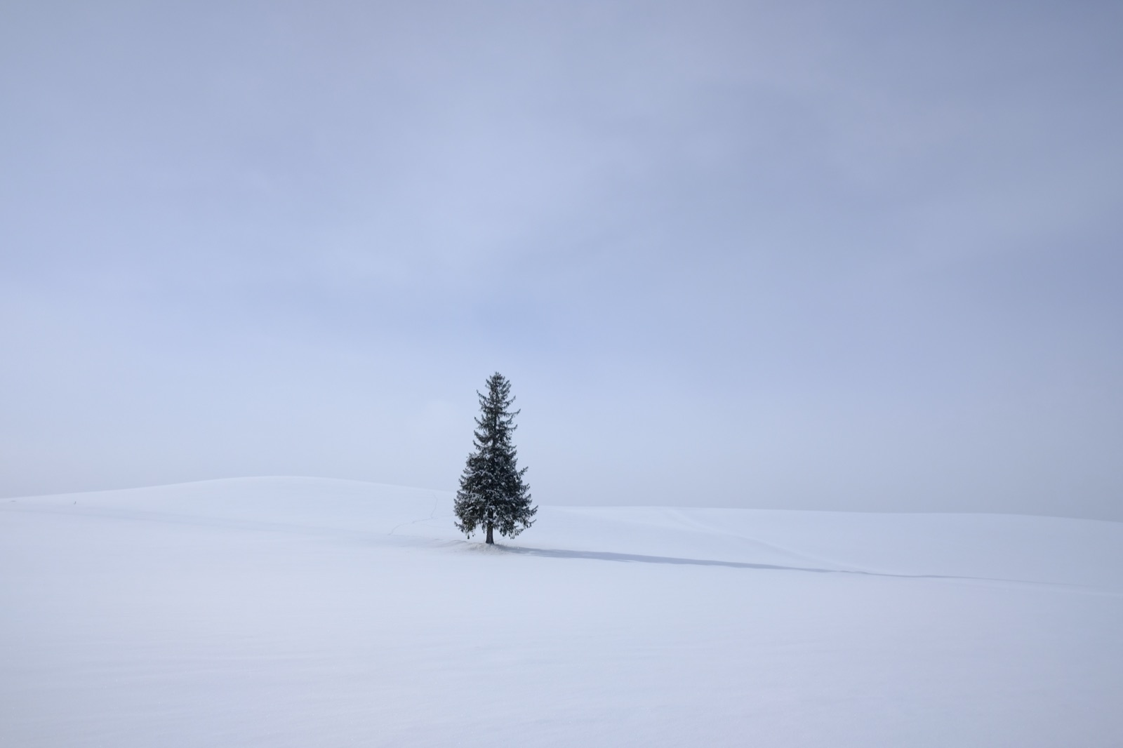 北海道Christmas Tree的靜謐風景（北海道）