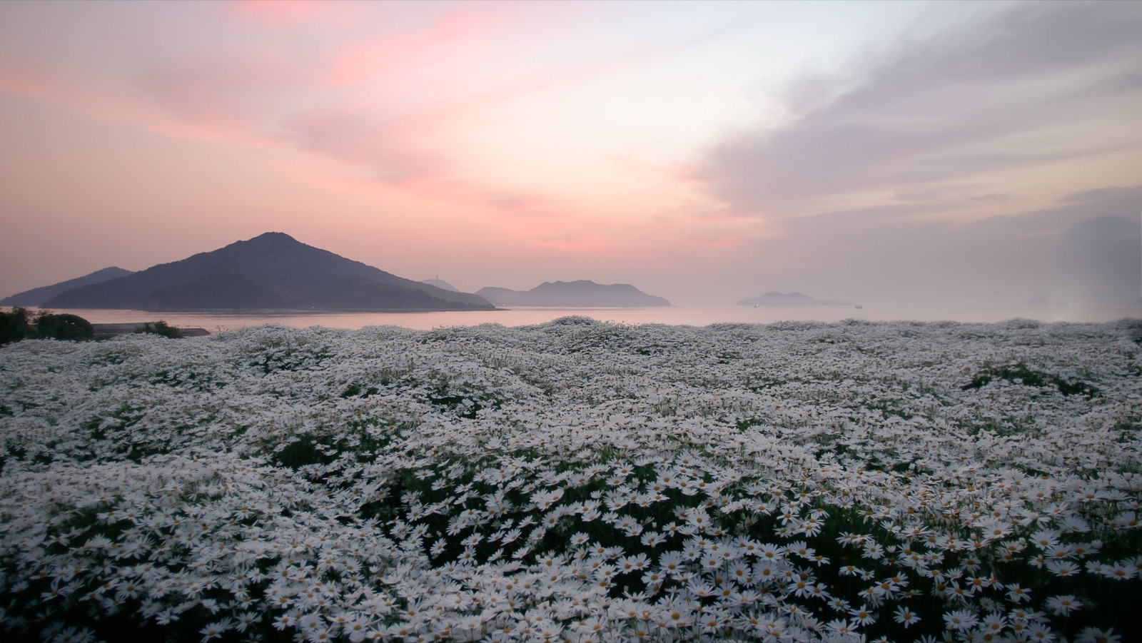 香川初夏花海 晨曦中的瑪格麗特田（香川県）
