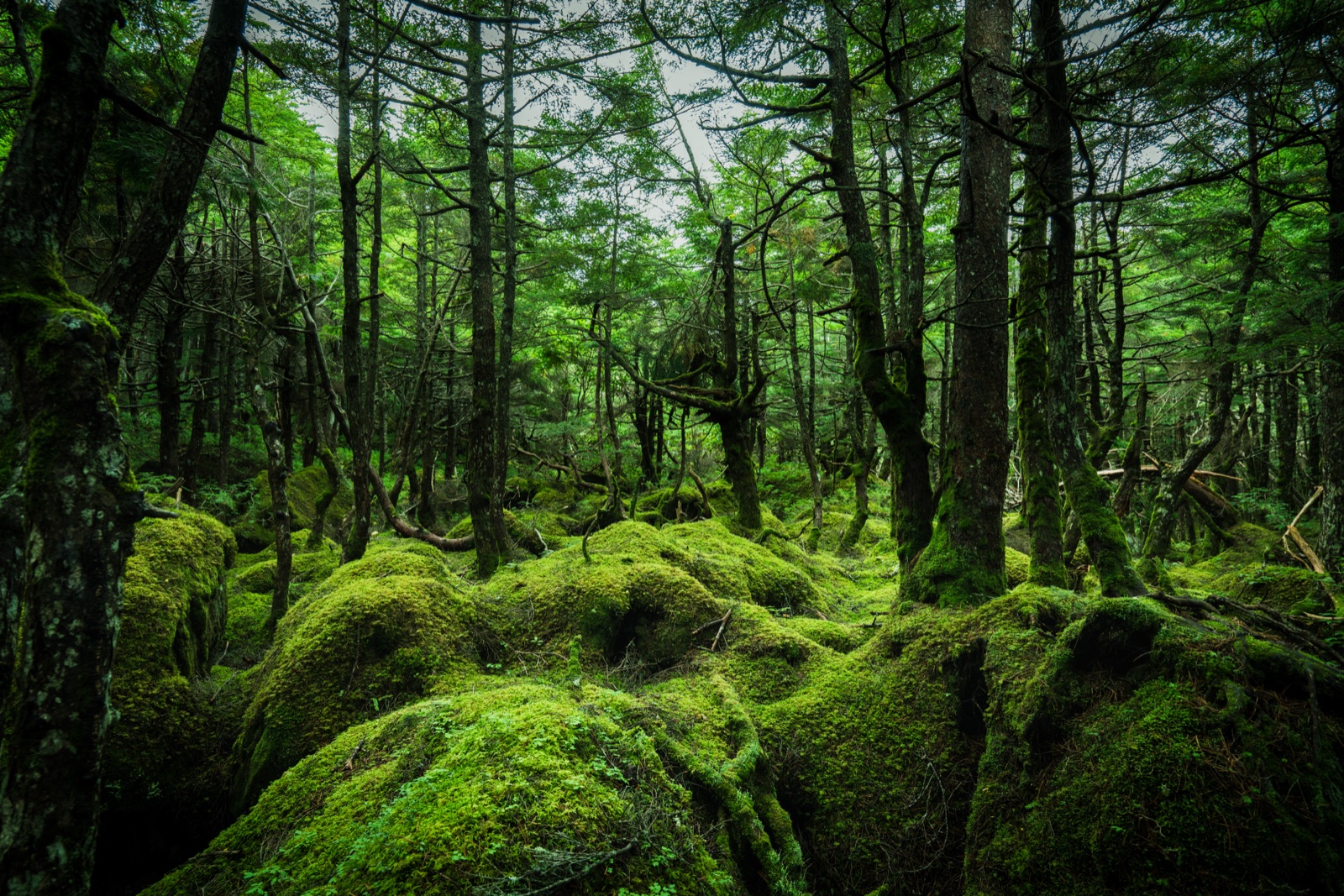 苔蘚覆蓋的靜水——長野北八嶽的白駒池（長野県）