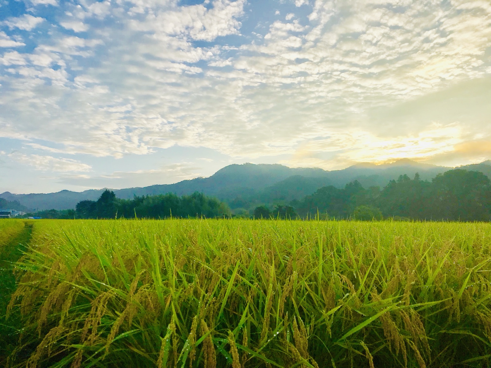 茨城大子產米的夏日田野（茨城県）