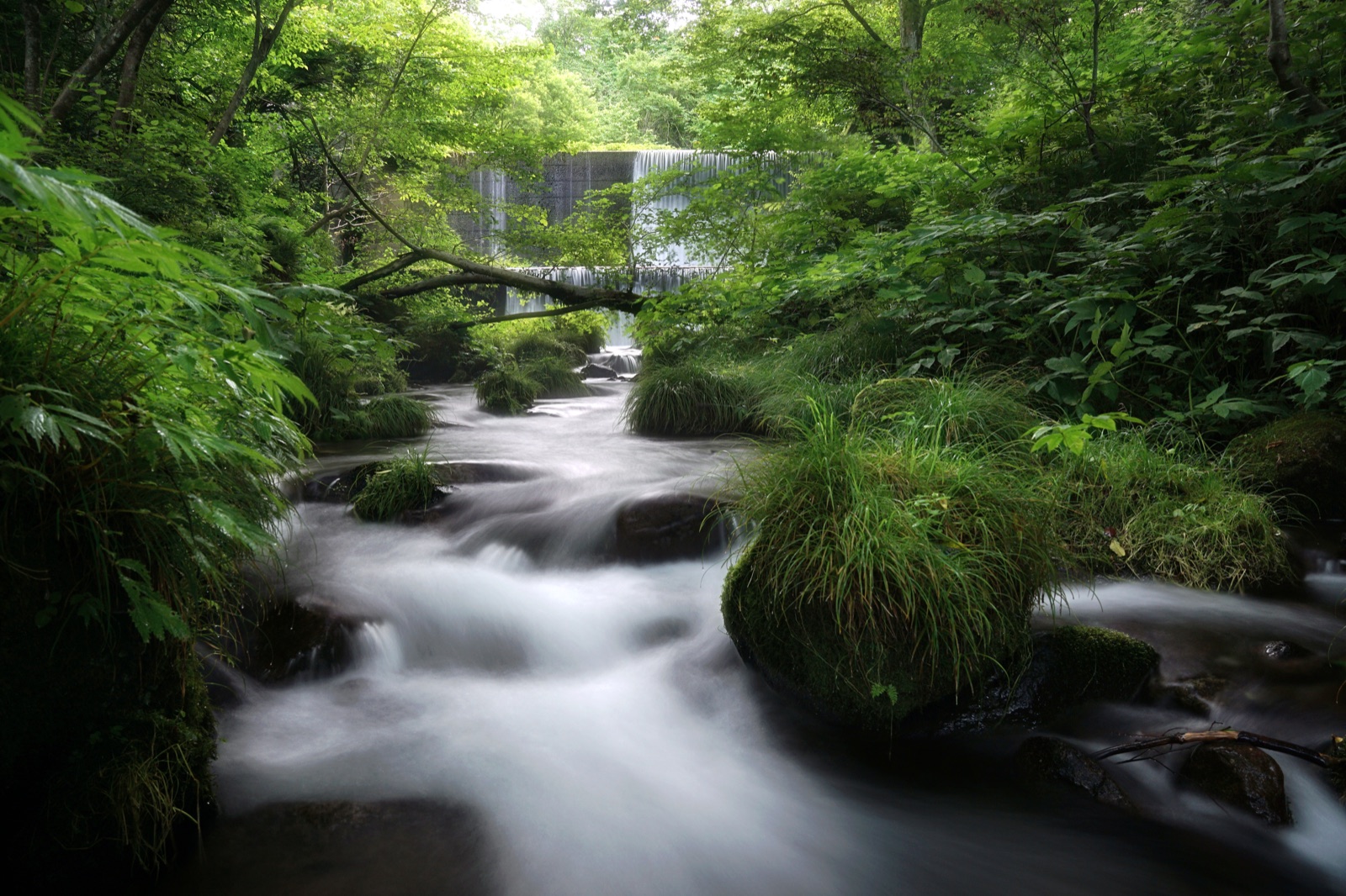 鳥取夏日溪流 一場無聲的療癒（鳥取県）