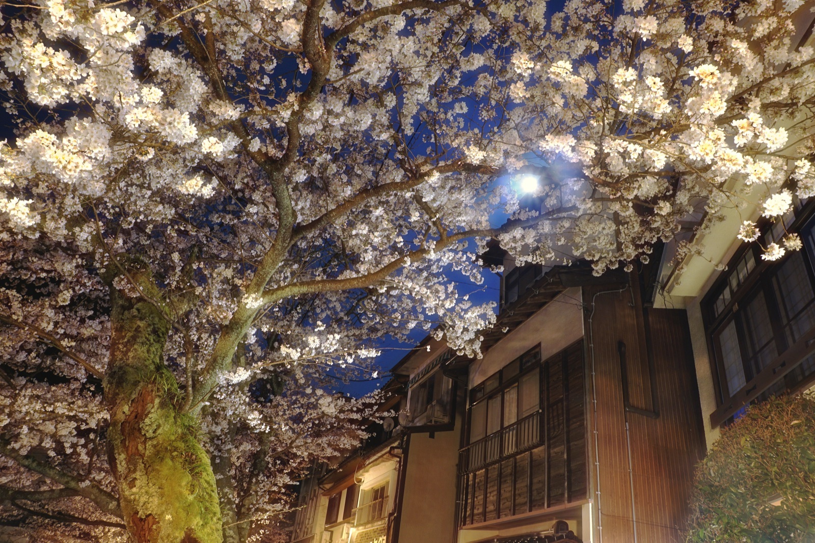 月色下的櫻花——兵庫城崎溫泉夜櫻（兵庫県）