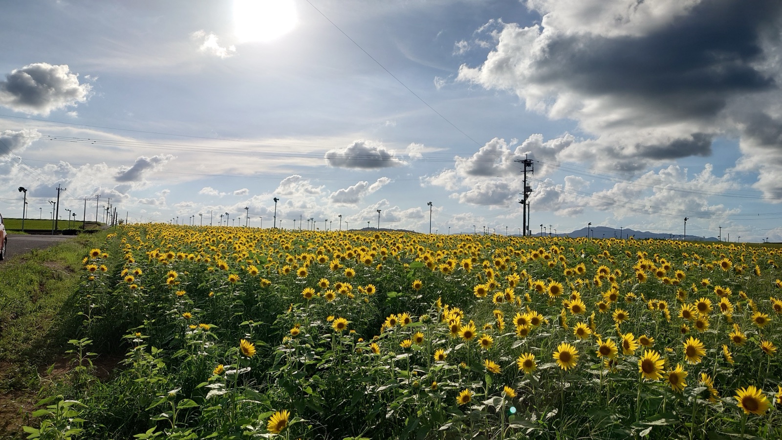 鹿兒島茶園中的花田景觀（鹿児島県）