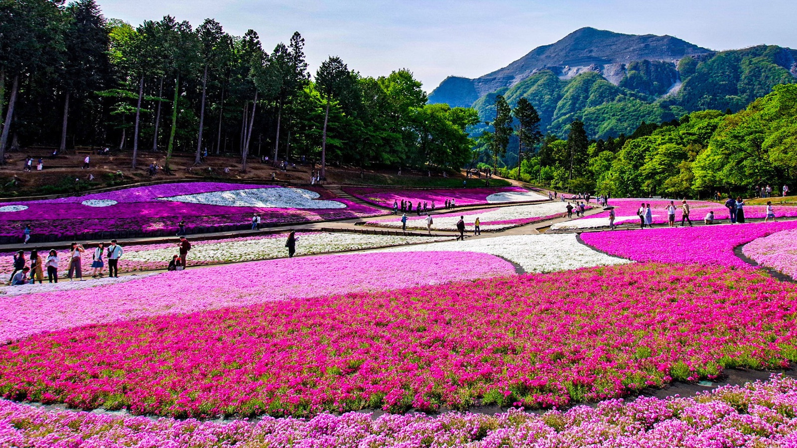 武甲山下的芝櫻花海——埼玉秩父的春日風景（埼玉県）