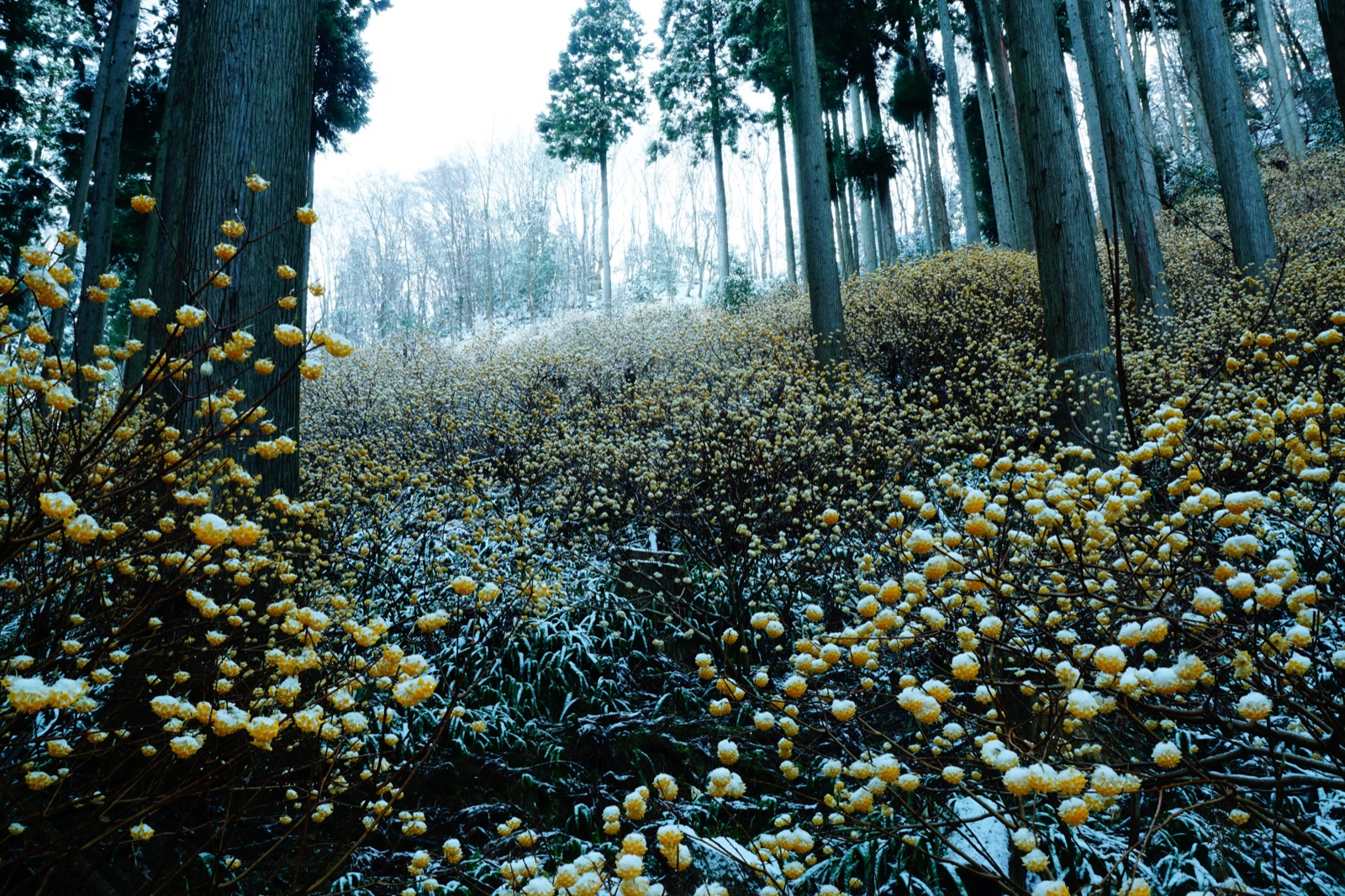 京都春雪晨曦　三椏花海的寧靜時刻（京都府）