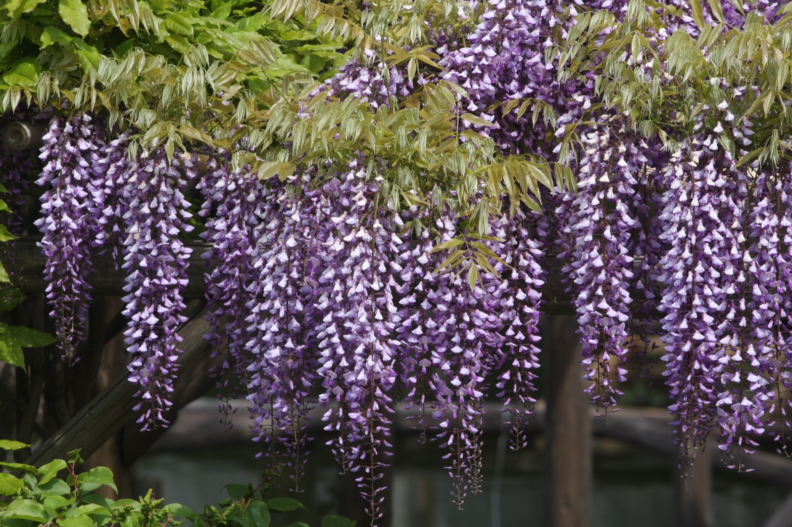 東京江東區 亀戶天神社的藤花季節（東京都）