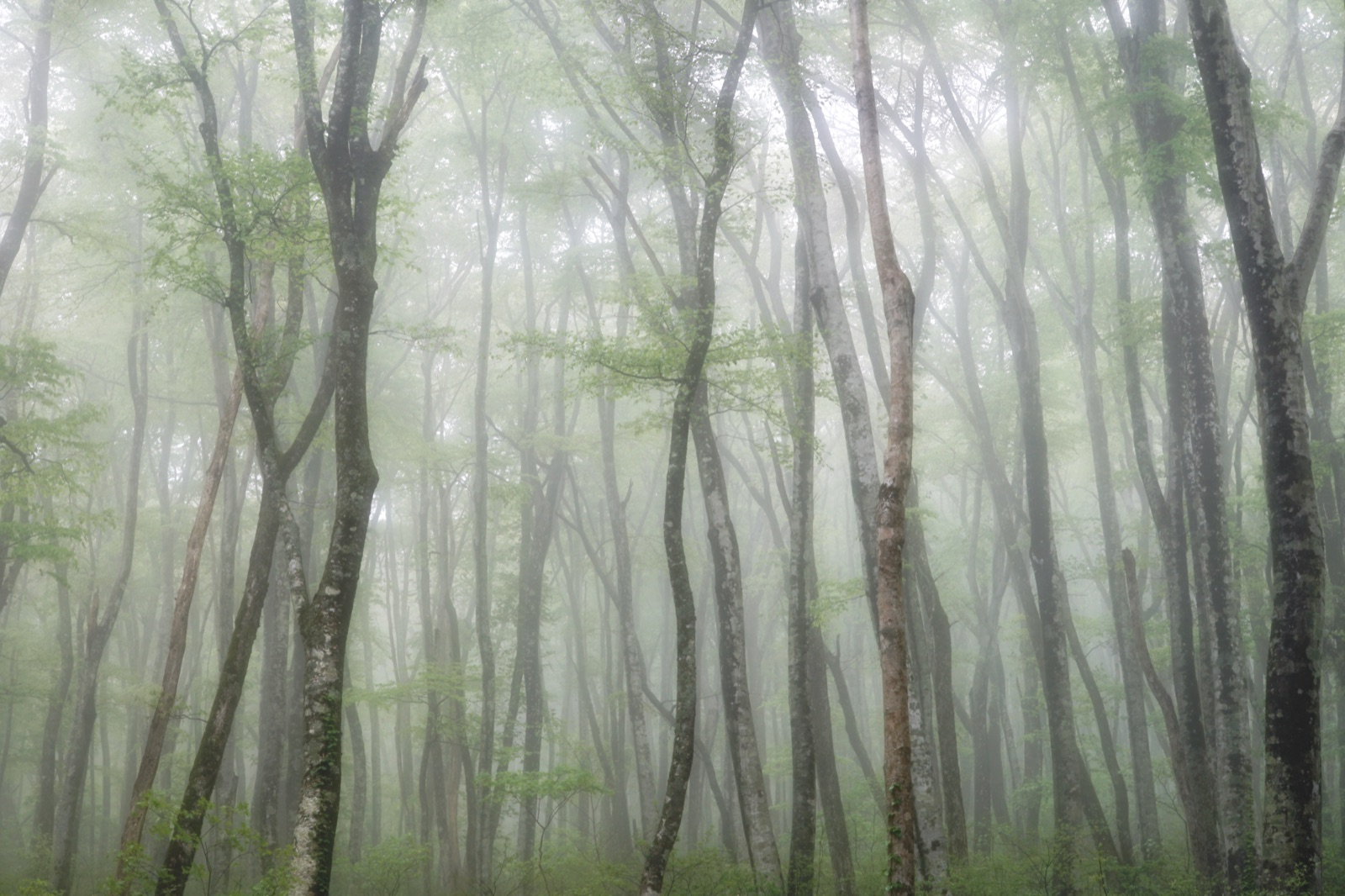 鳥取霧中奧大山 翠綠山毛櫸林的幻想時刻（鳥取県）