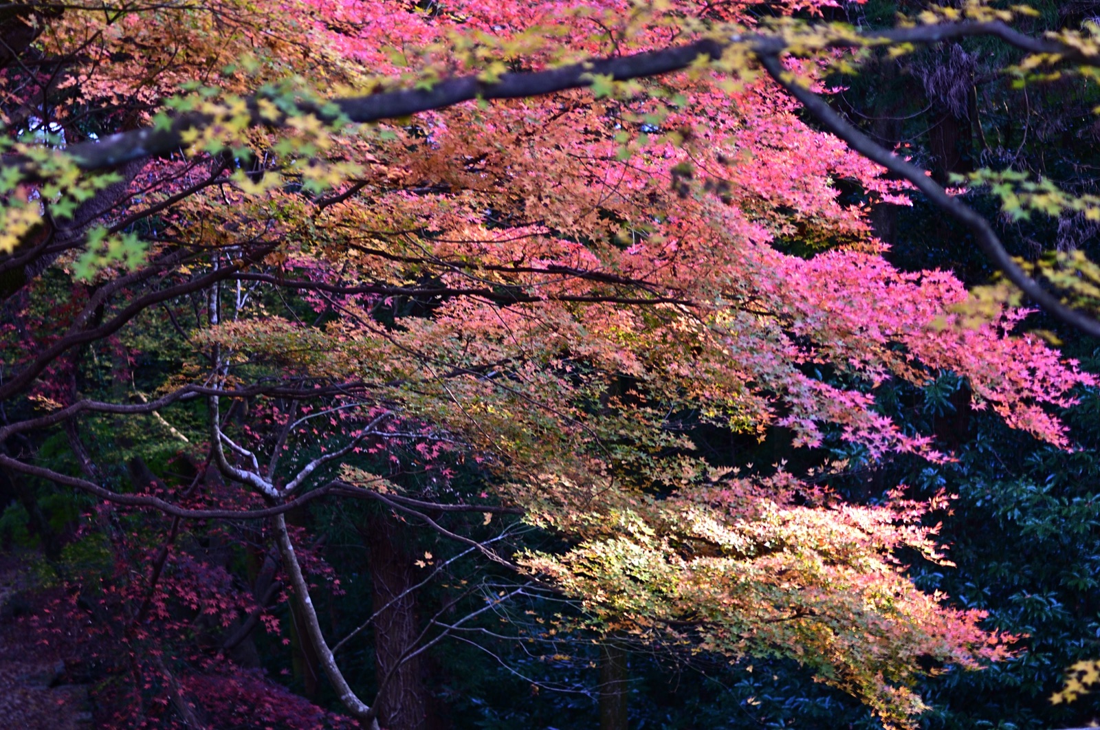 香川縣四國八十八箇所靈場第八十一番札所白峯寺（香川県）