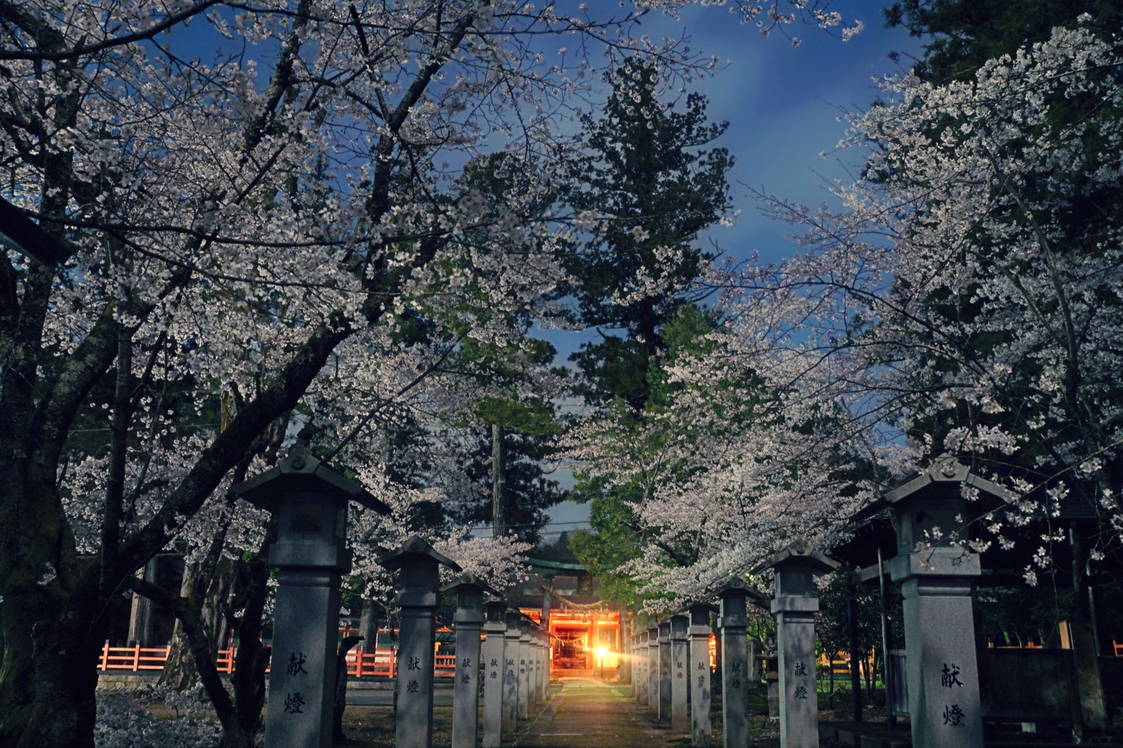 兵庫春夜櫻道 異世界的邀請（兵庫県）