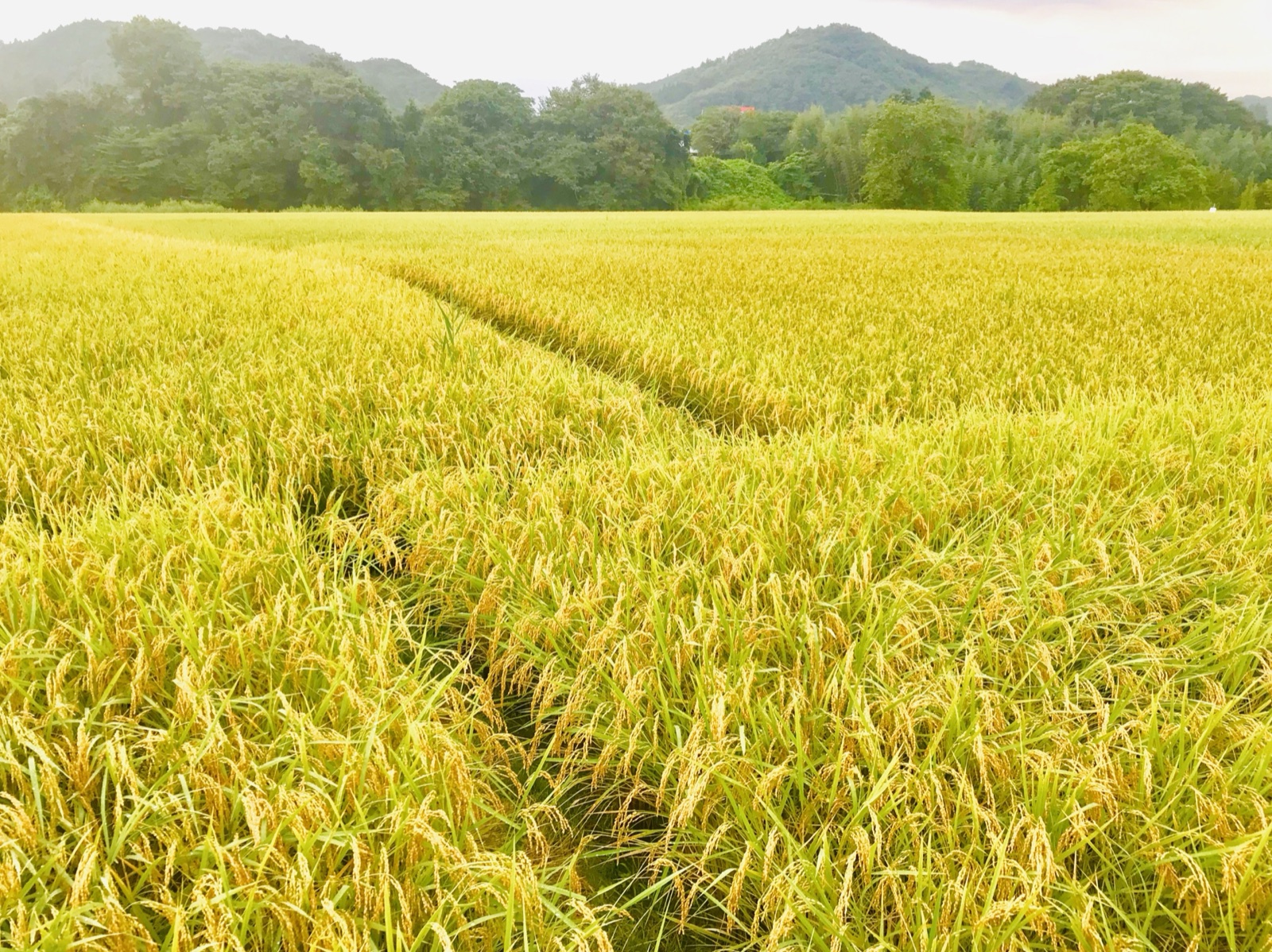 茨城縣大子產米秋季田野風景（茨城県）