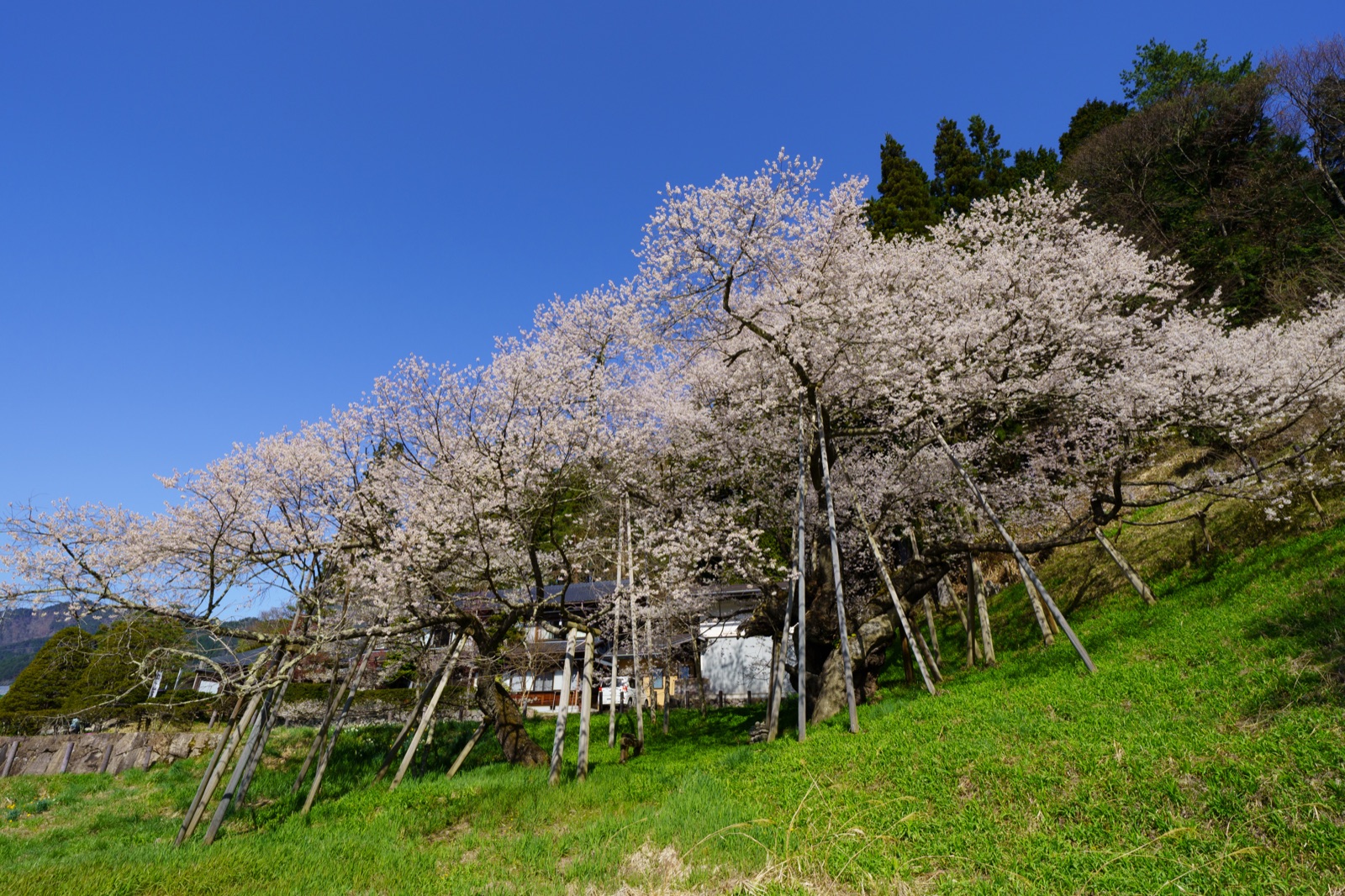 臥龍櫻：岐阜縣的靜謐之美（岐阜県）