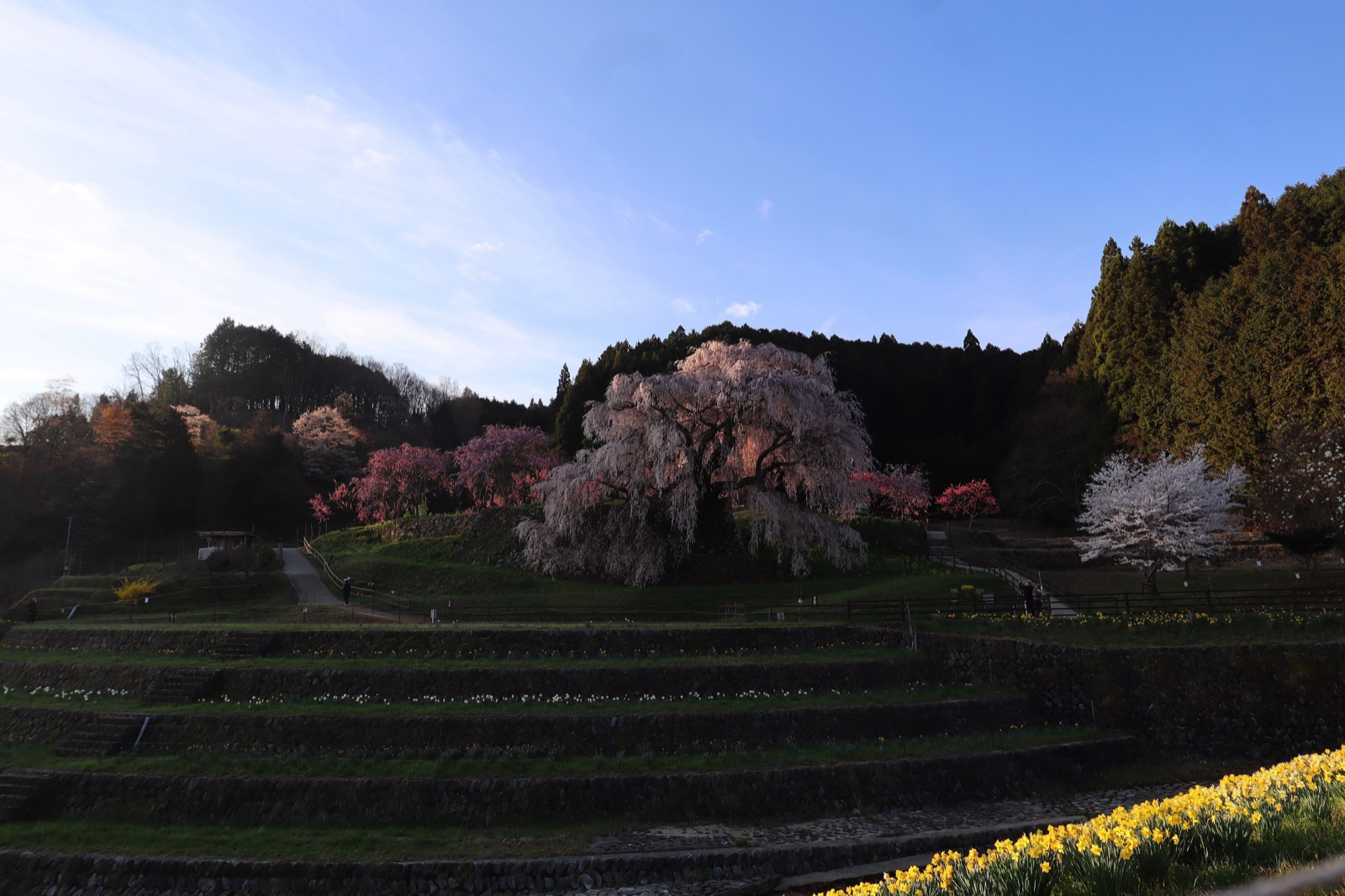 奈良縣又兵衛櫻的靜謐時刻（奈良県）
