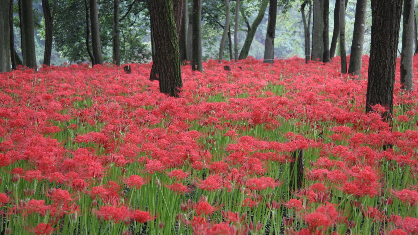 埼玉日高市高麗巾著田（埼玉県）