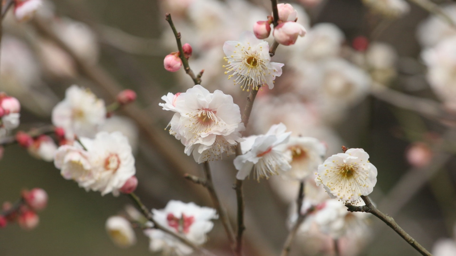 東京日野市　梅花季節的京王百草園（東京都）