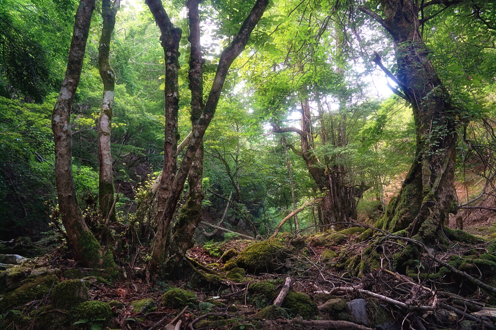 萬劫大桂樹（兵庫県）