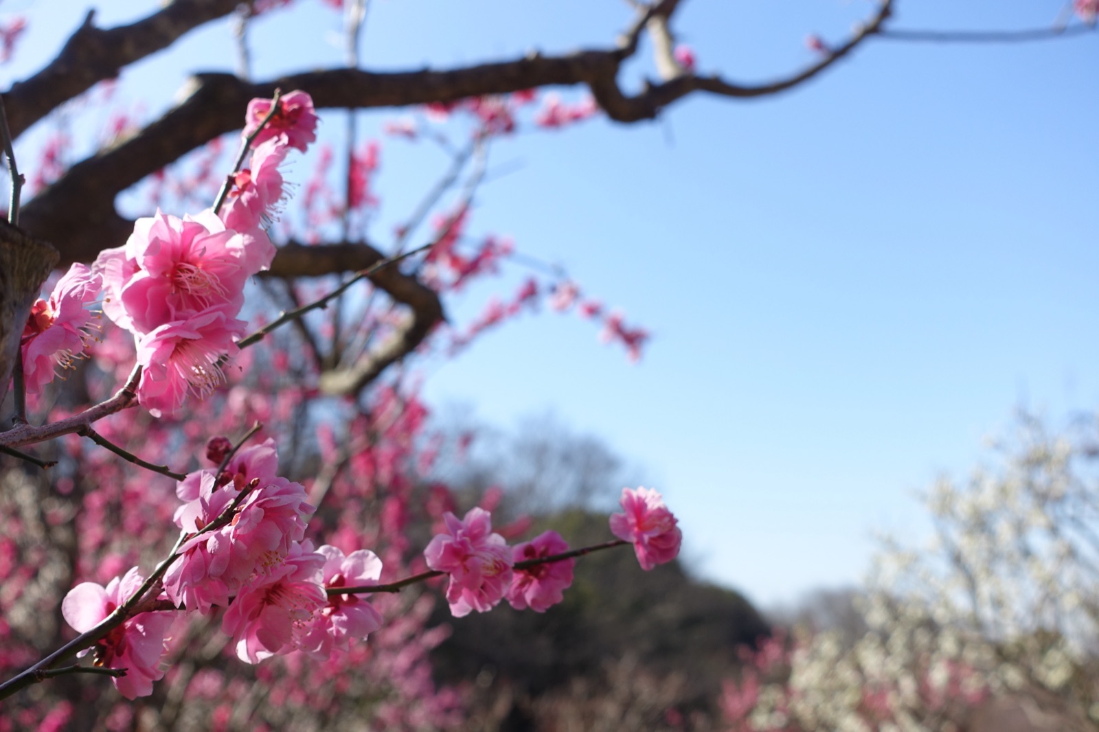兵庫冬梅三色，保久良神社的靜謐花期（兵庫県）