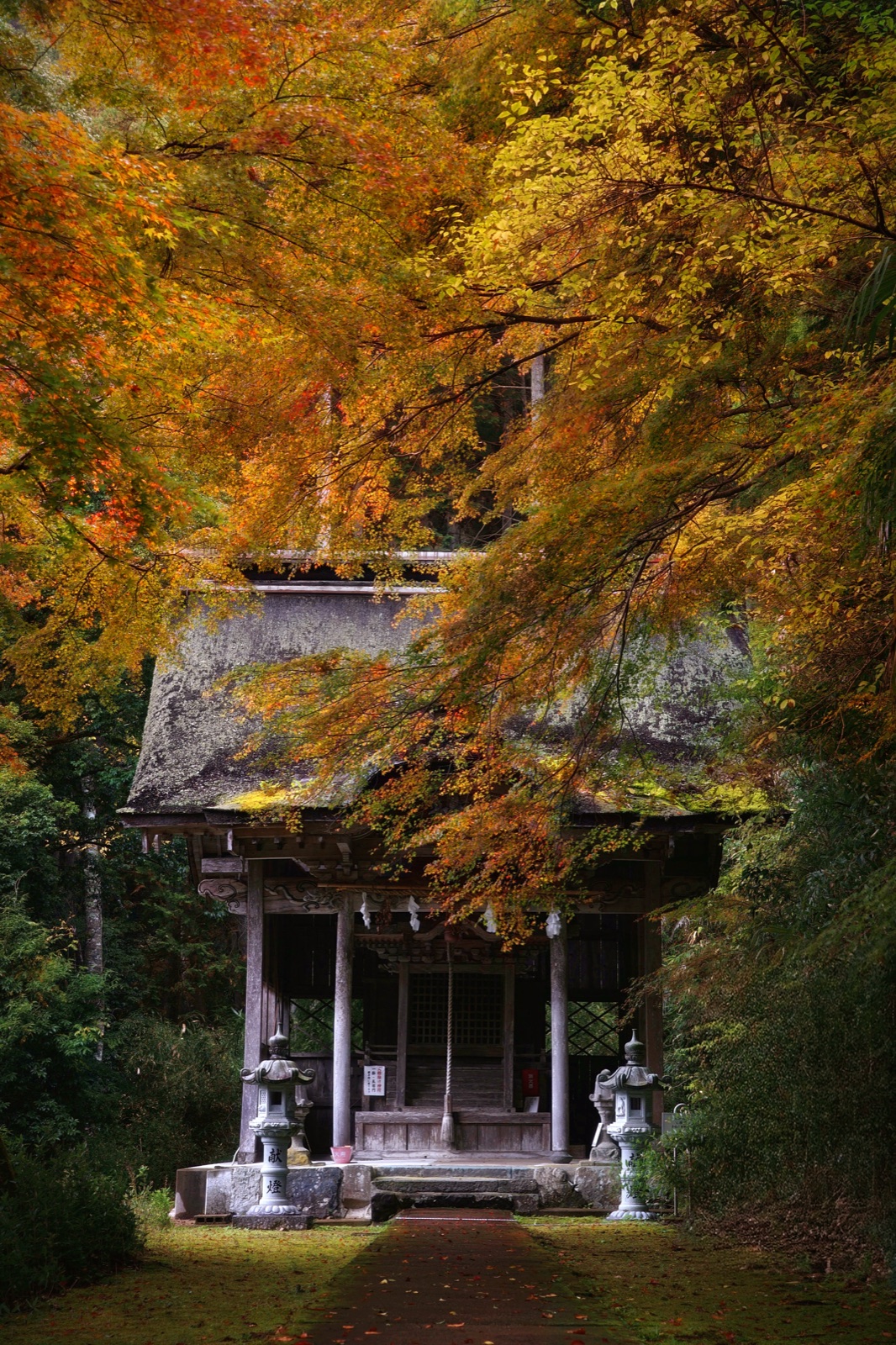 京都火之神神社 晚秋一瞬的風景（京都府）