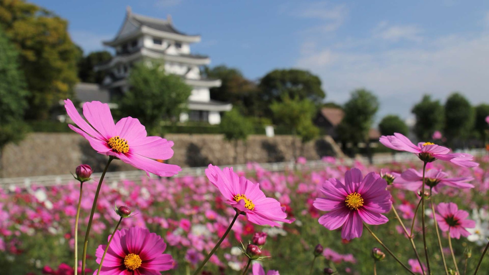 愛知縣尾張旭市旭城南的農田風景（愛知県）