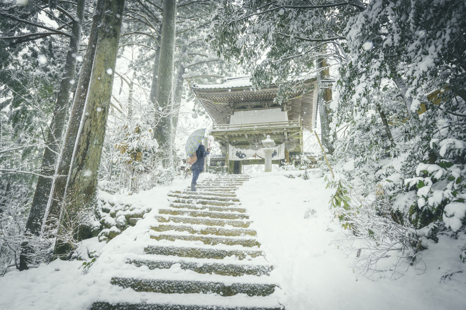 福井禪寺的雪林 靜謐中偶有訪客（福井県）