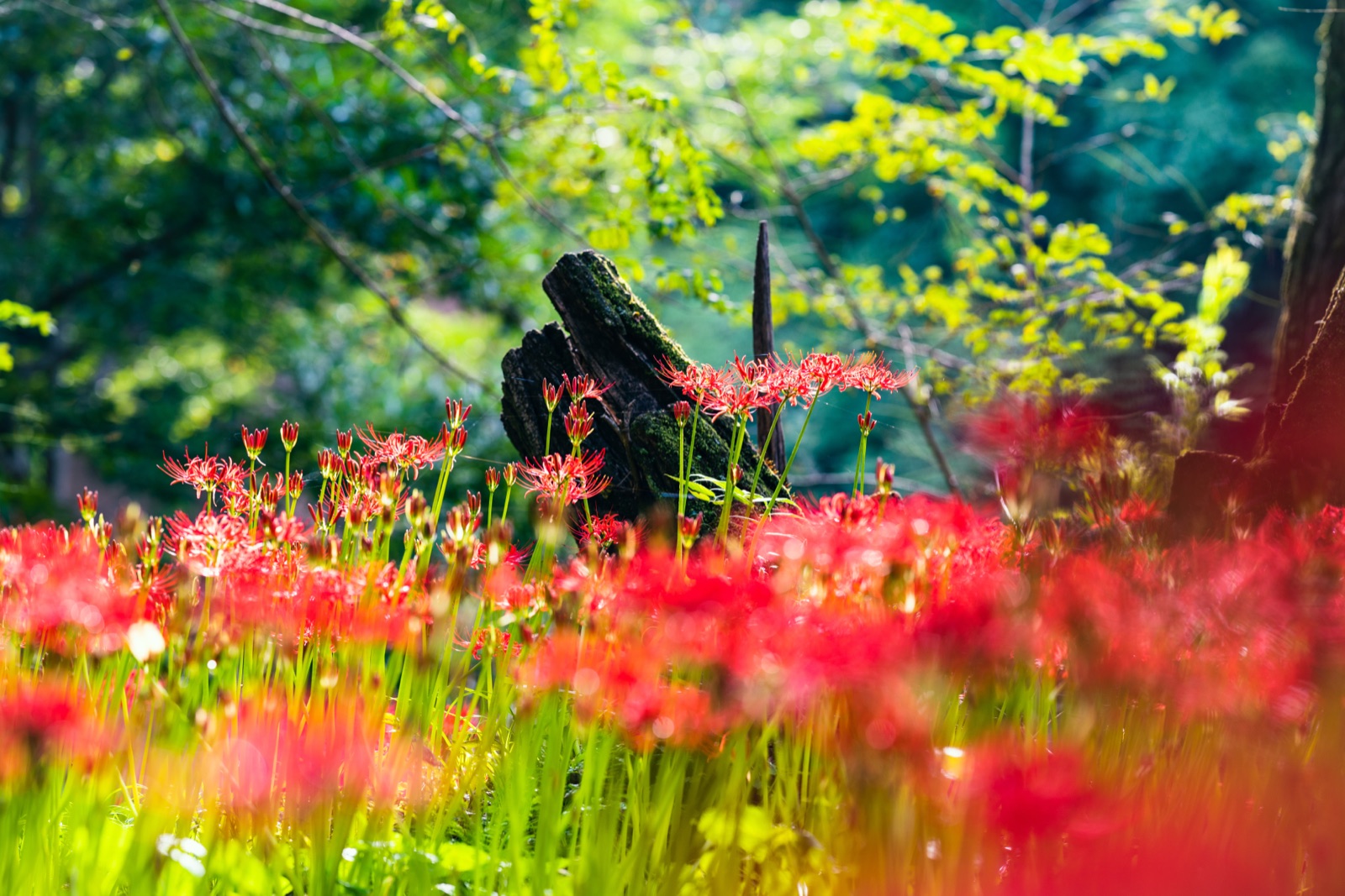 埼玉秋日，一地緋紅（埼玉県）