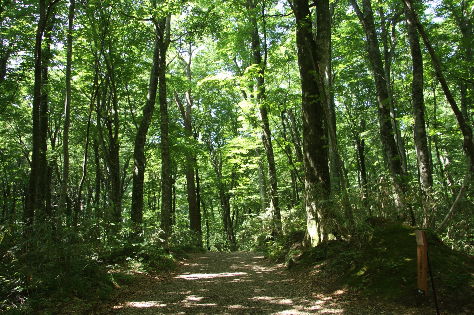 白神山地的山毛櫸林　青森的原始寧靜（青森県）