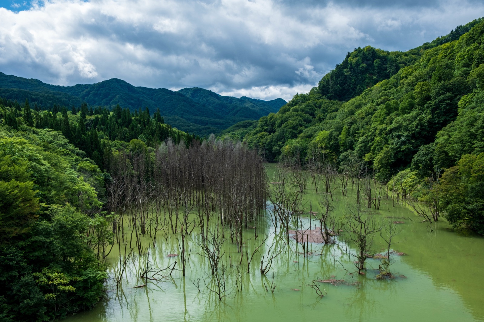 青森津輕湖水下的沈默森林（青森県）