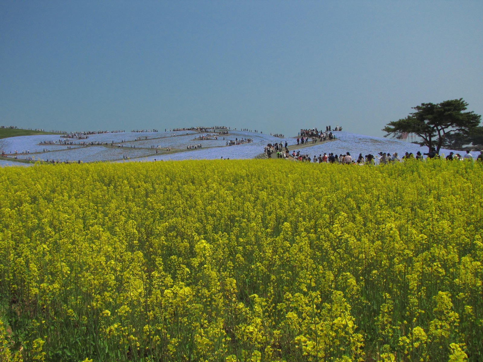 茨城海濱公園 春日花海的靜謐時刻（茨城県）
