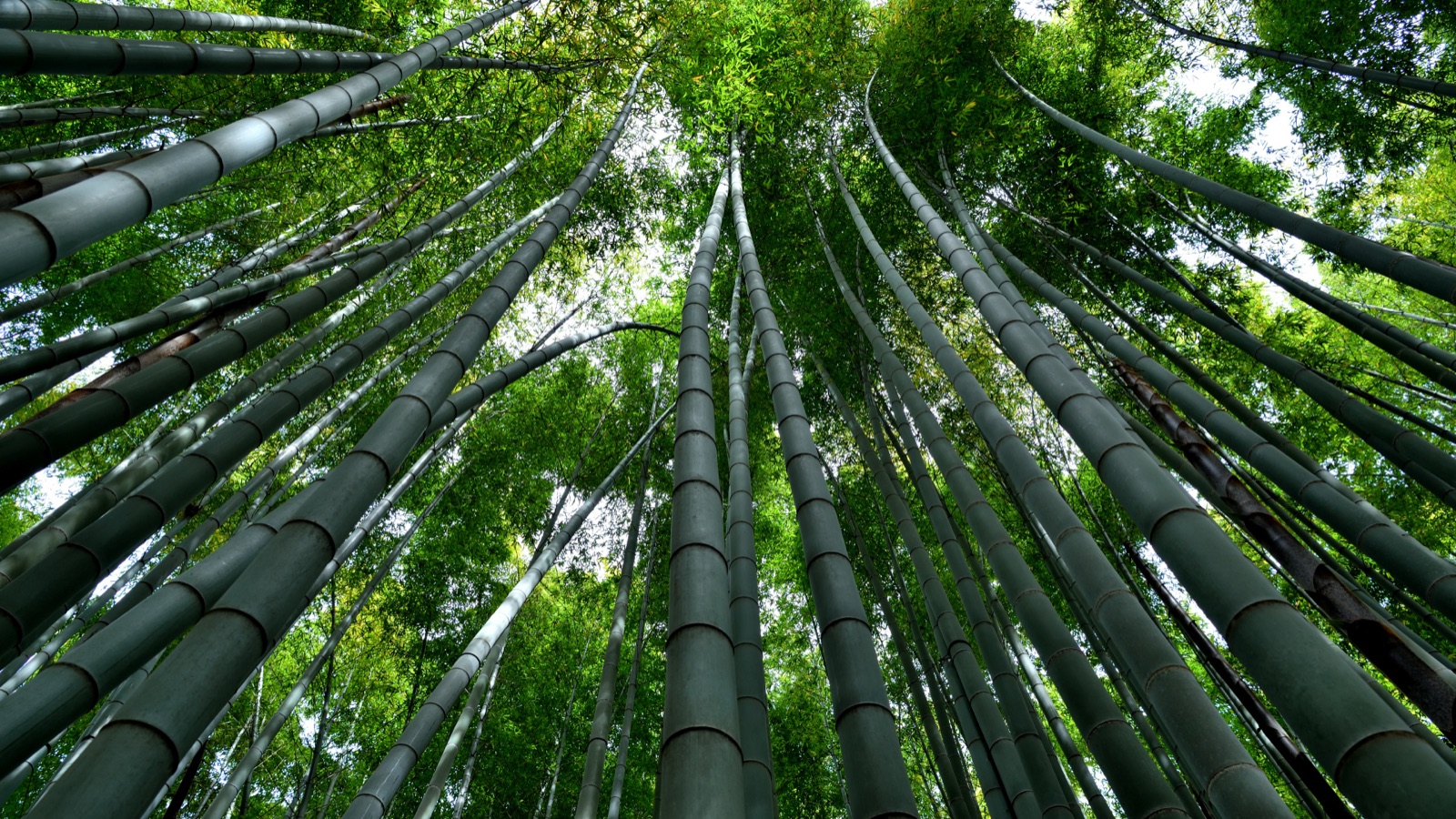 竹林深處的靜謐——報國寺的光影詩篇（神奈川県）