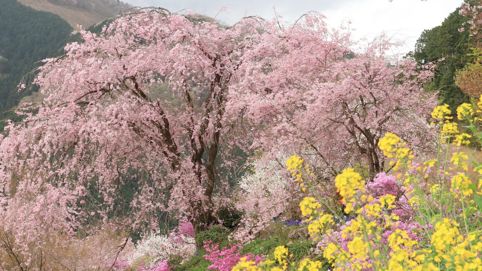 花開滿寺 東京秋留野的龍珠院（東京都）