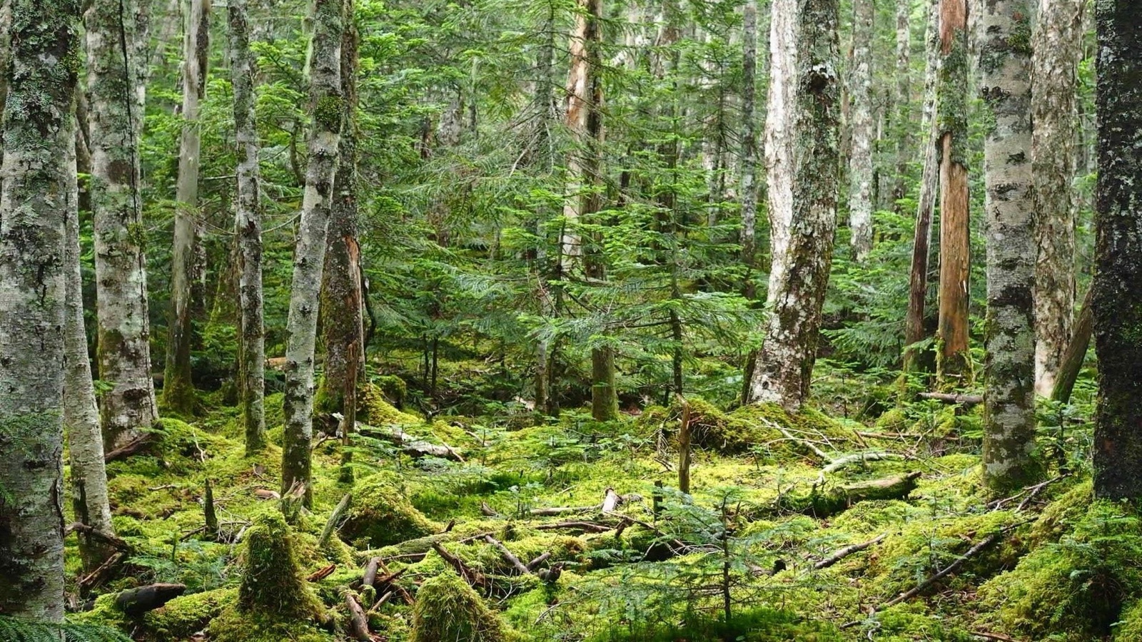 苔蘚覆蓋的南阿爾卑斯山（山梨県）
