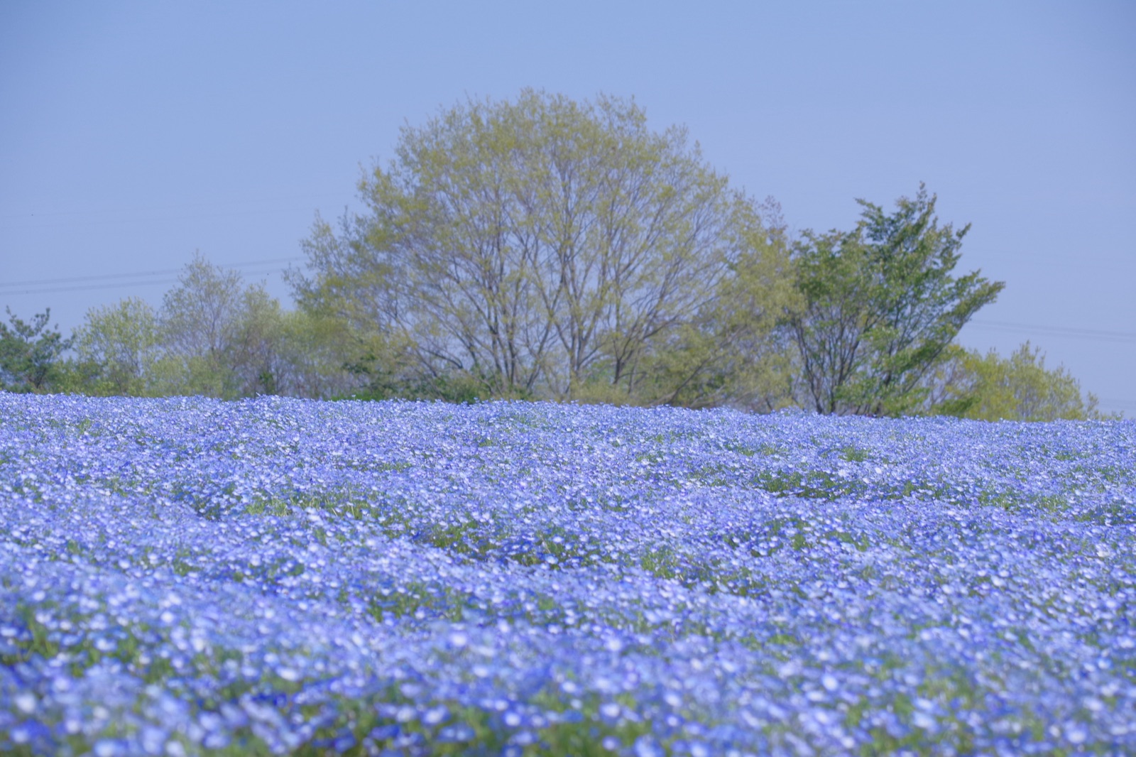 廣島花夢之裡 藍色波浪漫過丘陵（広島県）