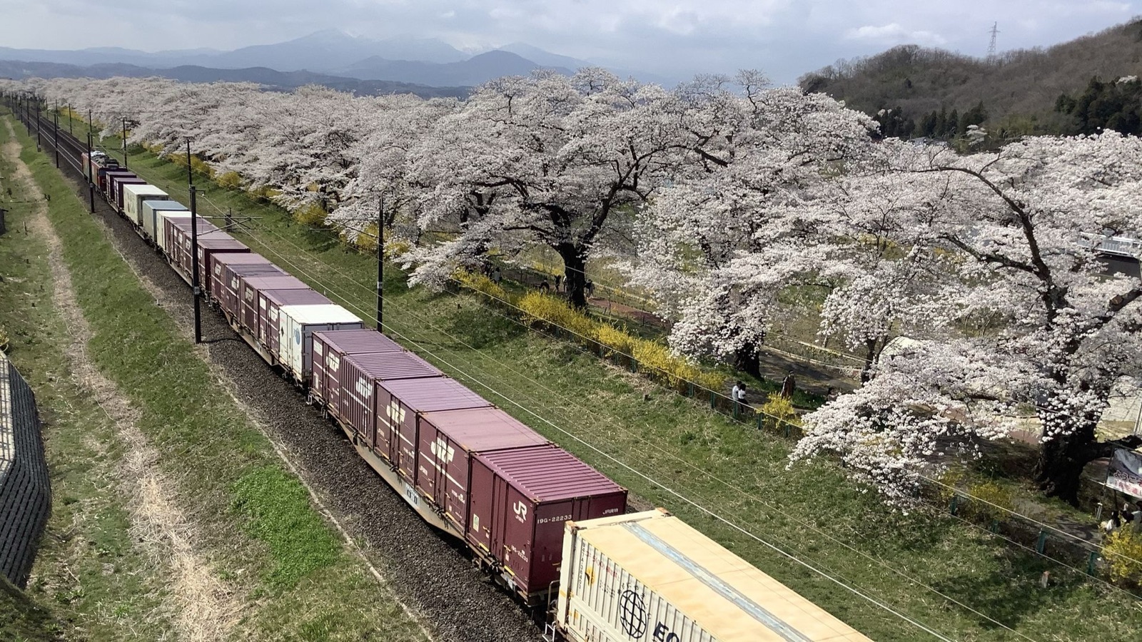 宮城白石川堤一目千本櫻的靜謐流光（宮城県）