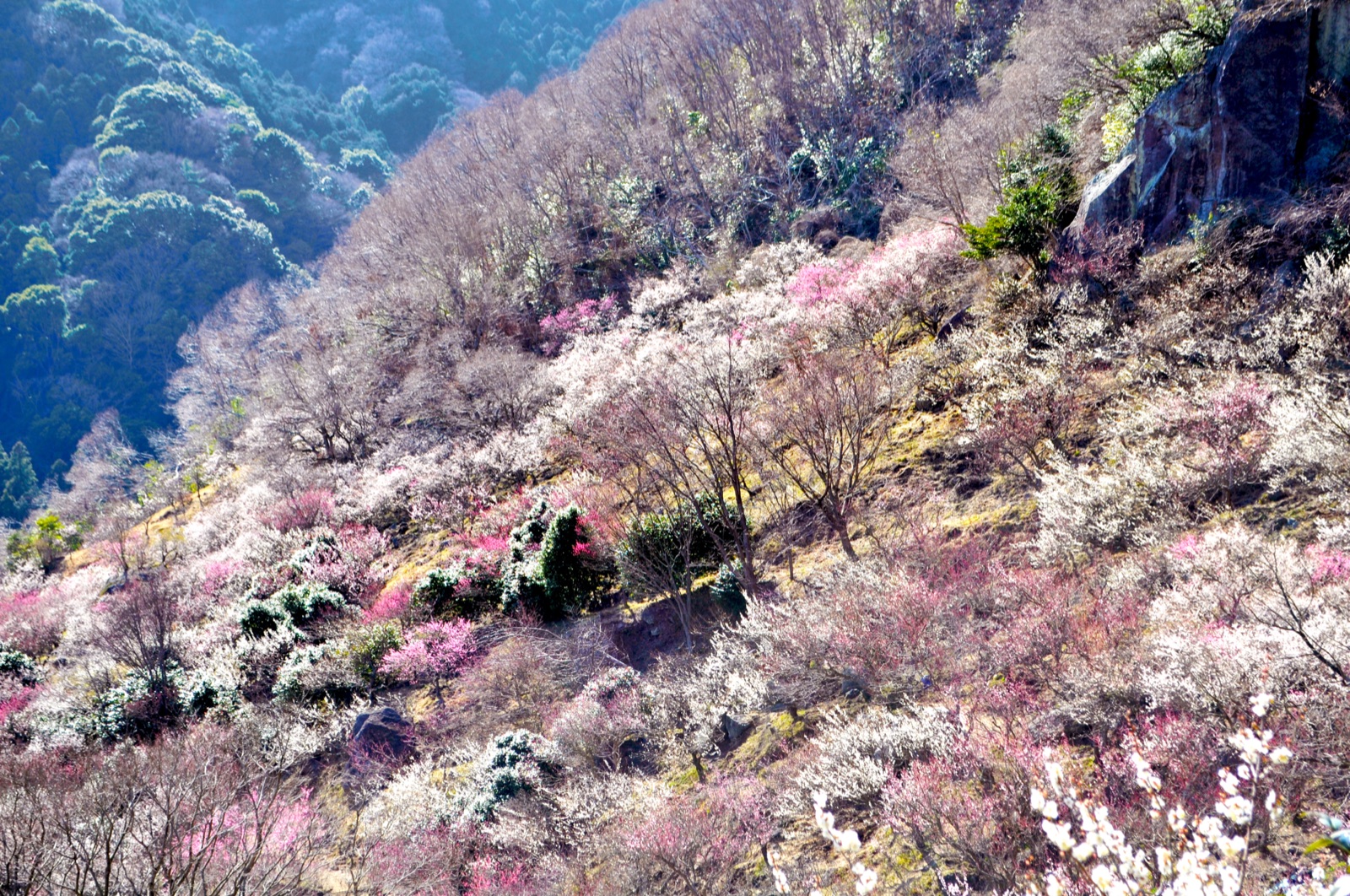 神奈川梅林風情——湯河原梅林的靜謐之美（神奈川県）