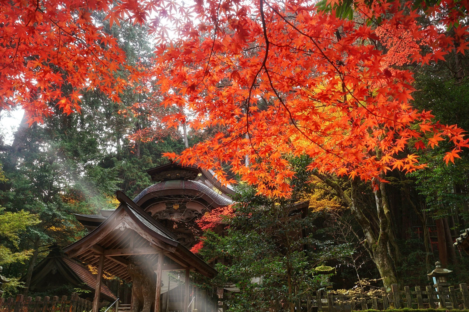 兵庫晚秋的當勝神社　紅葉映照古剎（兵庫県）