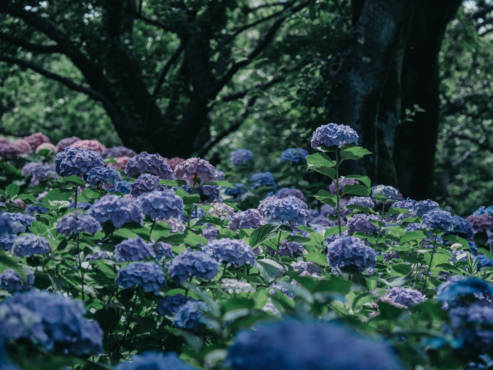 繡球花身高競賽 東京背比賽景象（東京都）